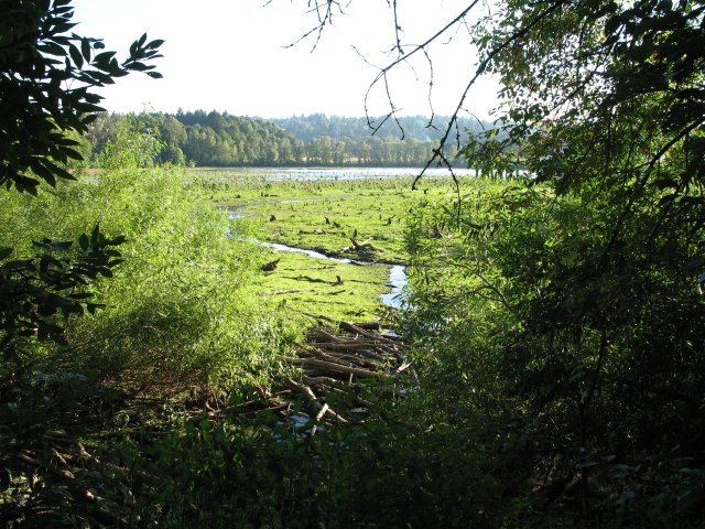 7.27.06 Oaks Bottom 014 